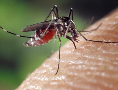 Was hilft bei Mückenstich?
